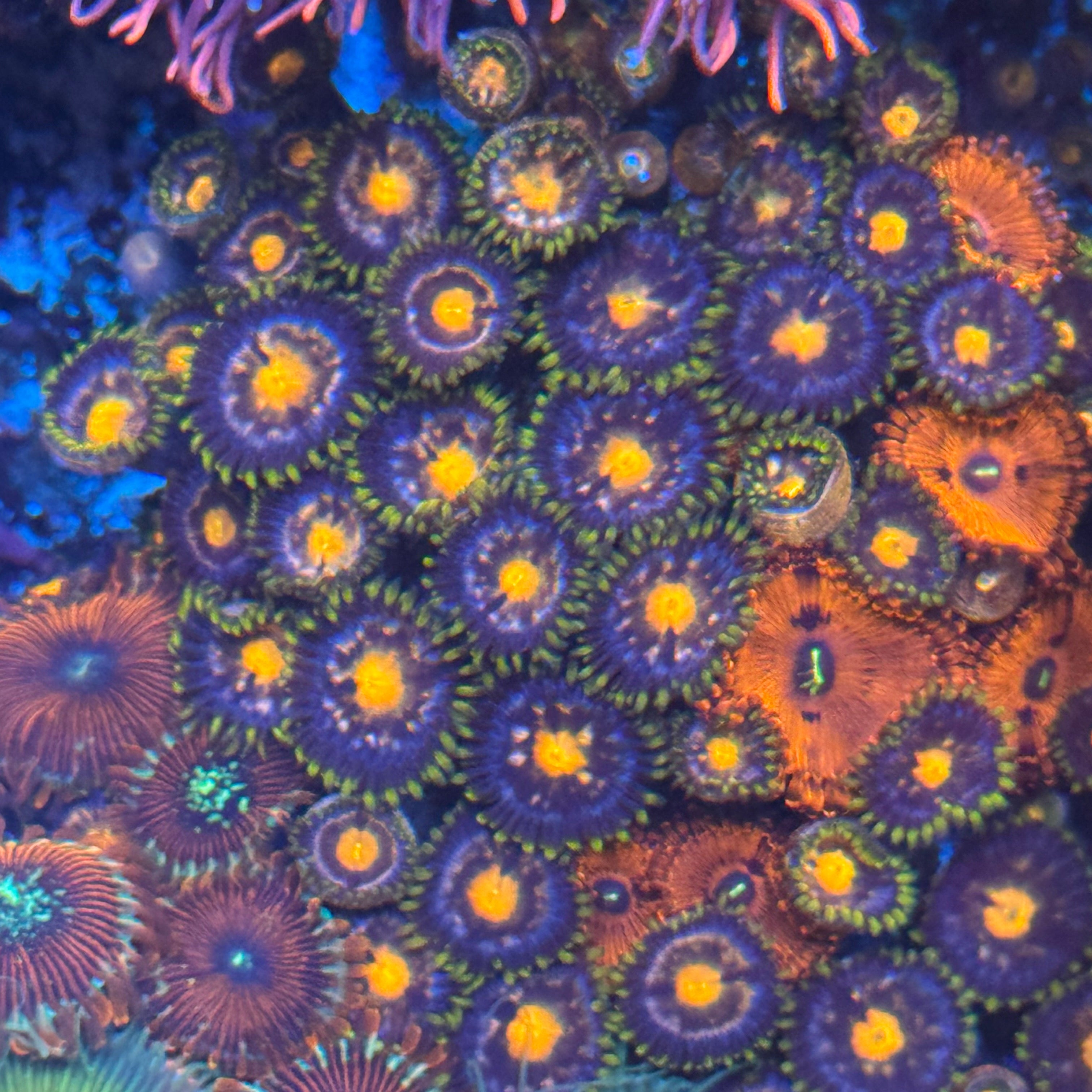 Star Cutter Zoanthid