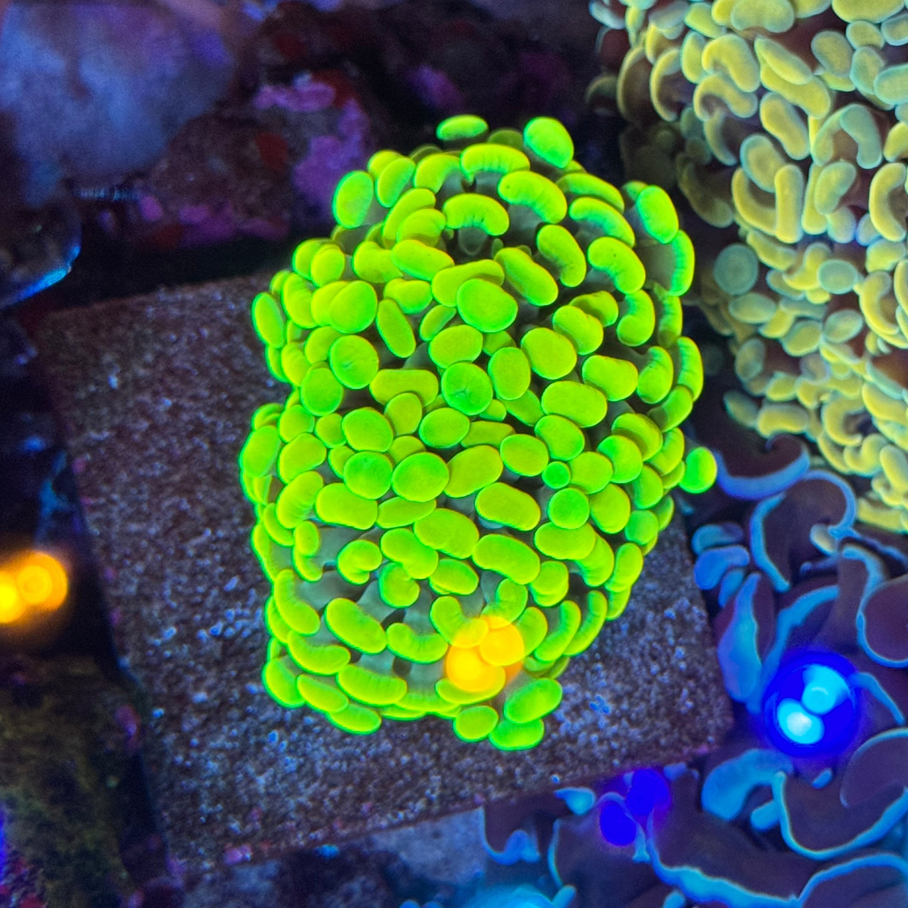 CC Lemon Drop Hammer