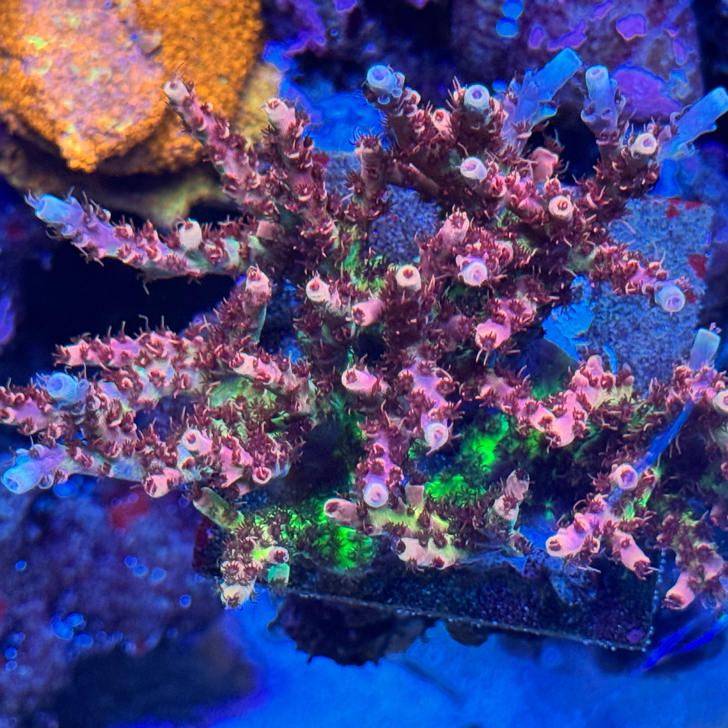 TSA Rainbow Sherbet Acropora
