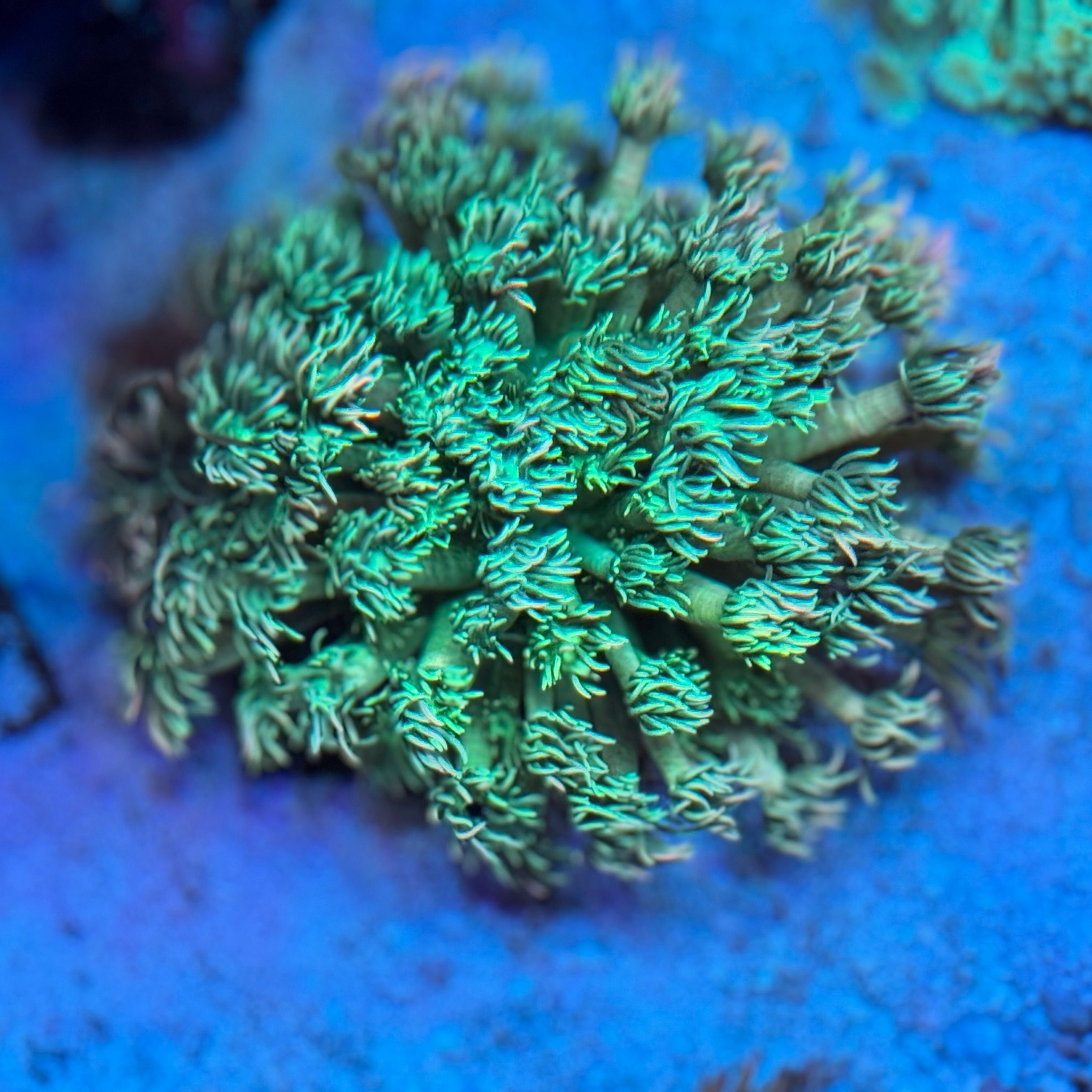 MSC Jack Frost Goniopora