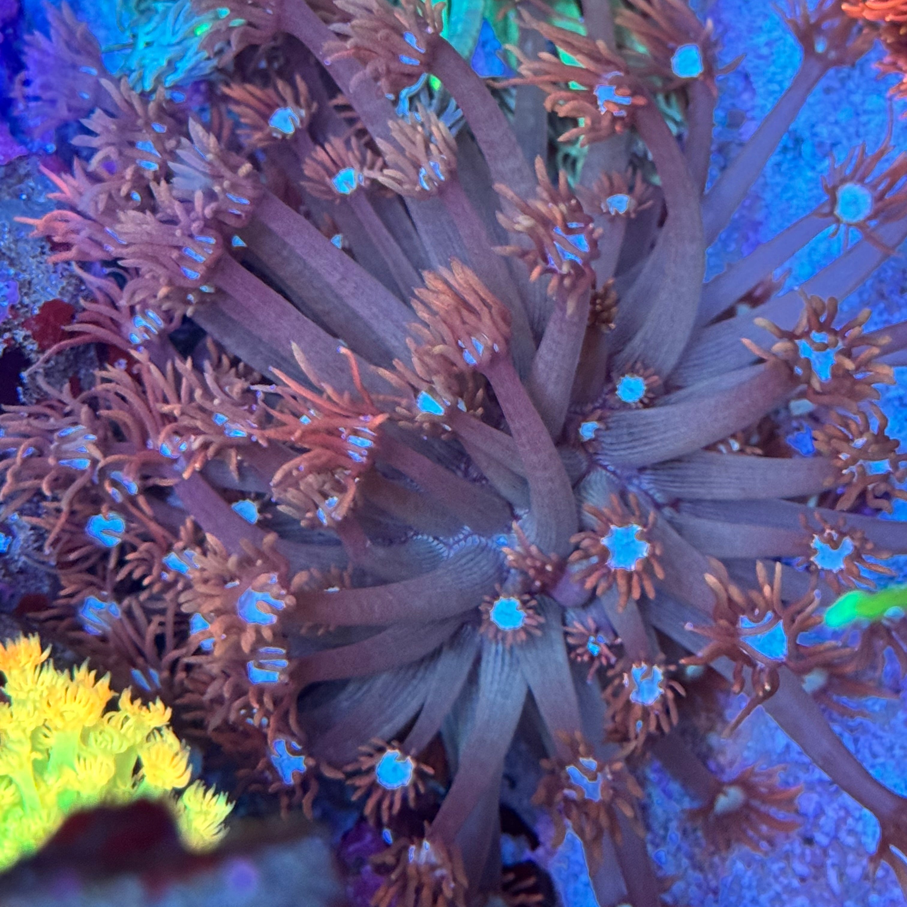 MSC Ghost Spider Goniopora