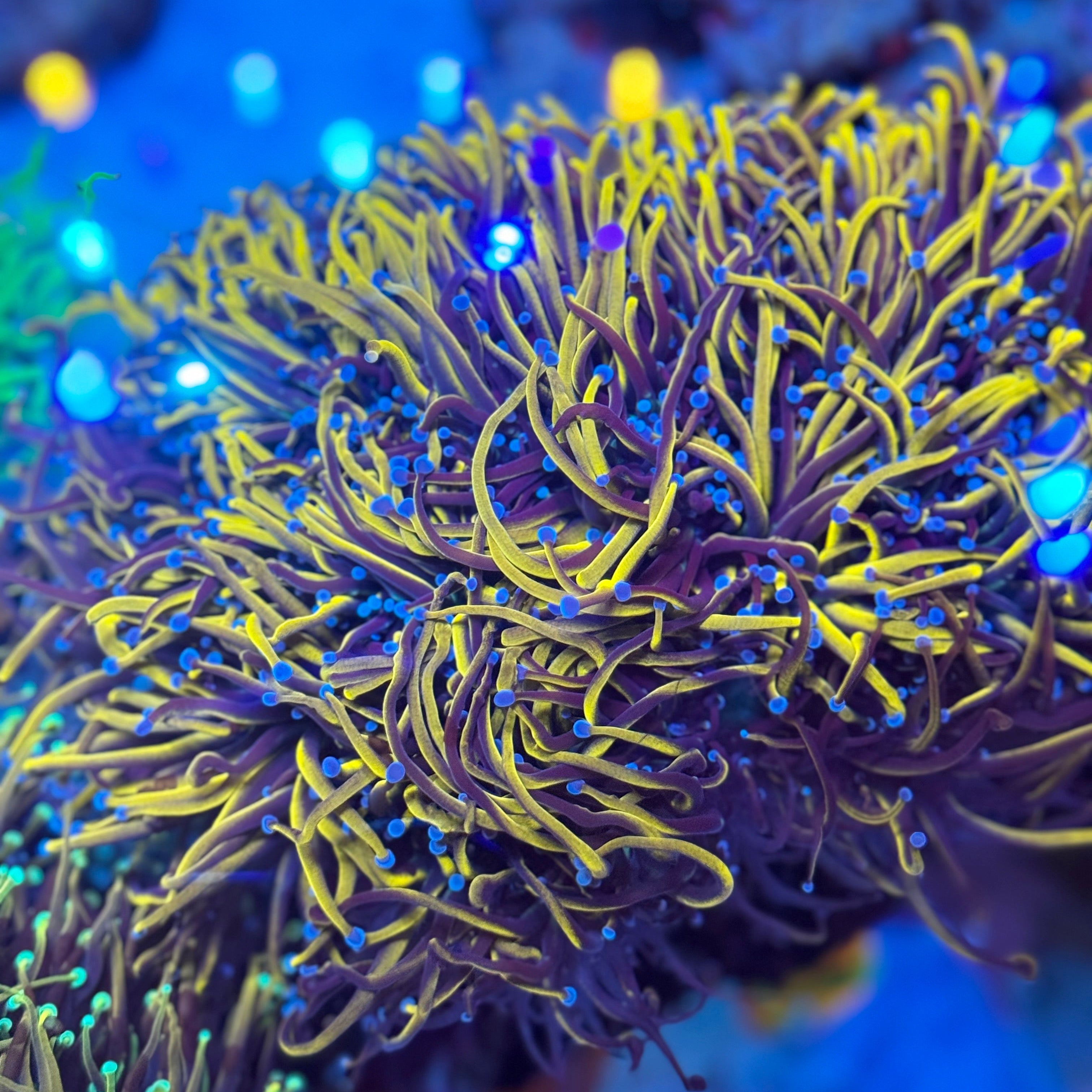 New York Knicks Torch