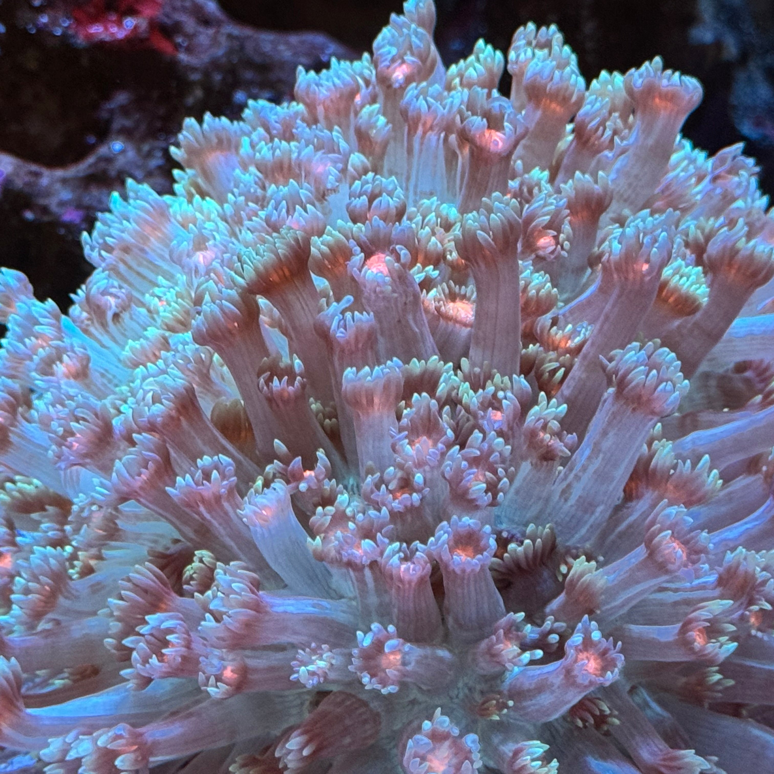 MSC Mary Jane Goniopora