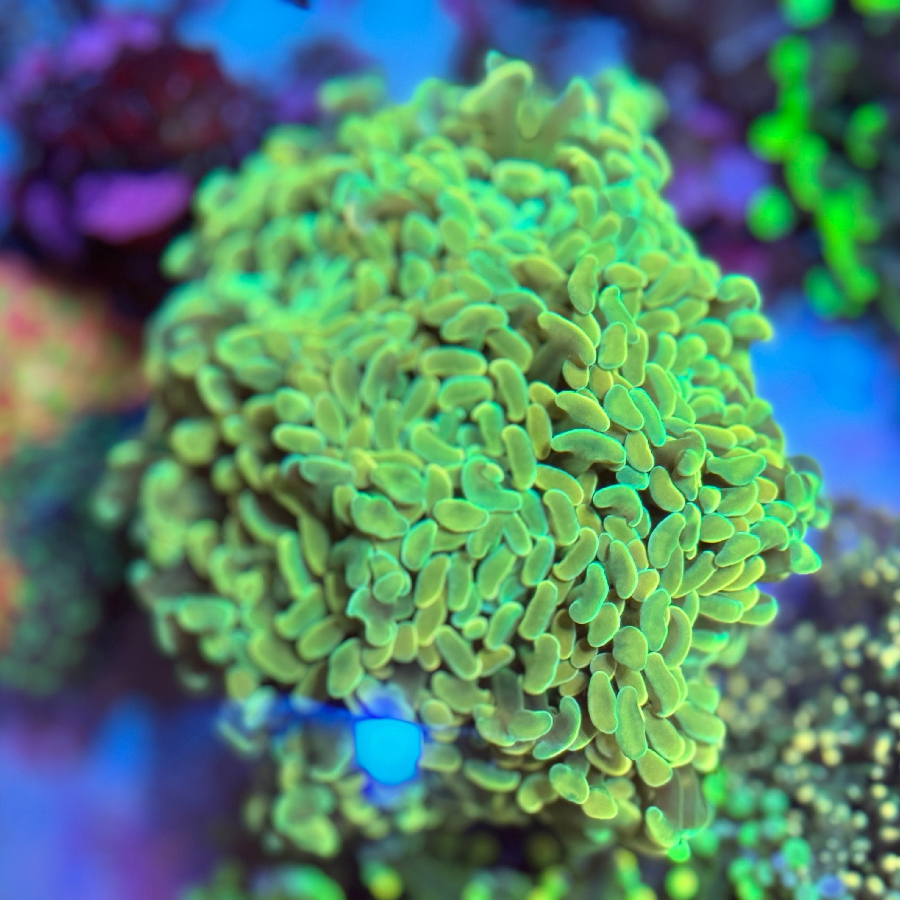 MSC Hologram Variant Hammer