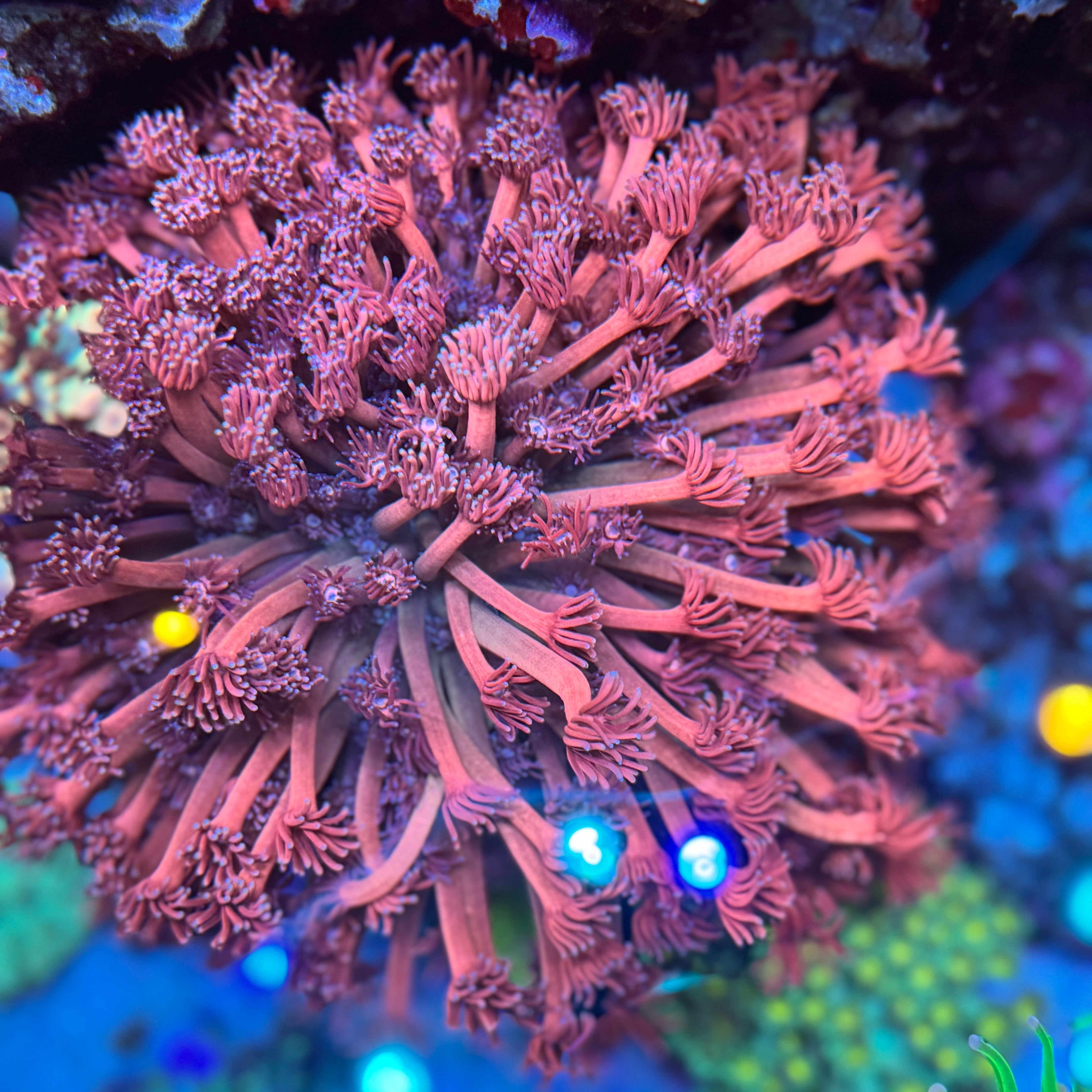 MSC Purple Fade Goniopora