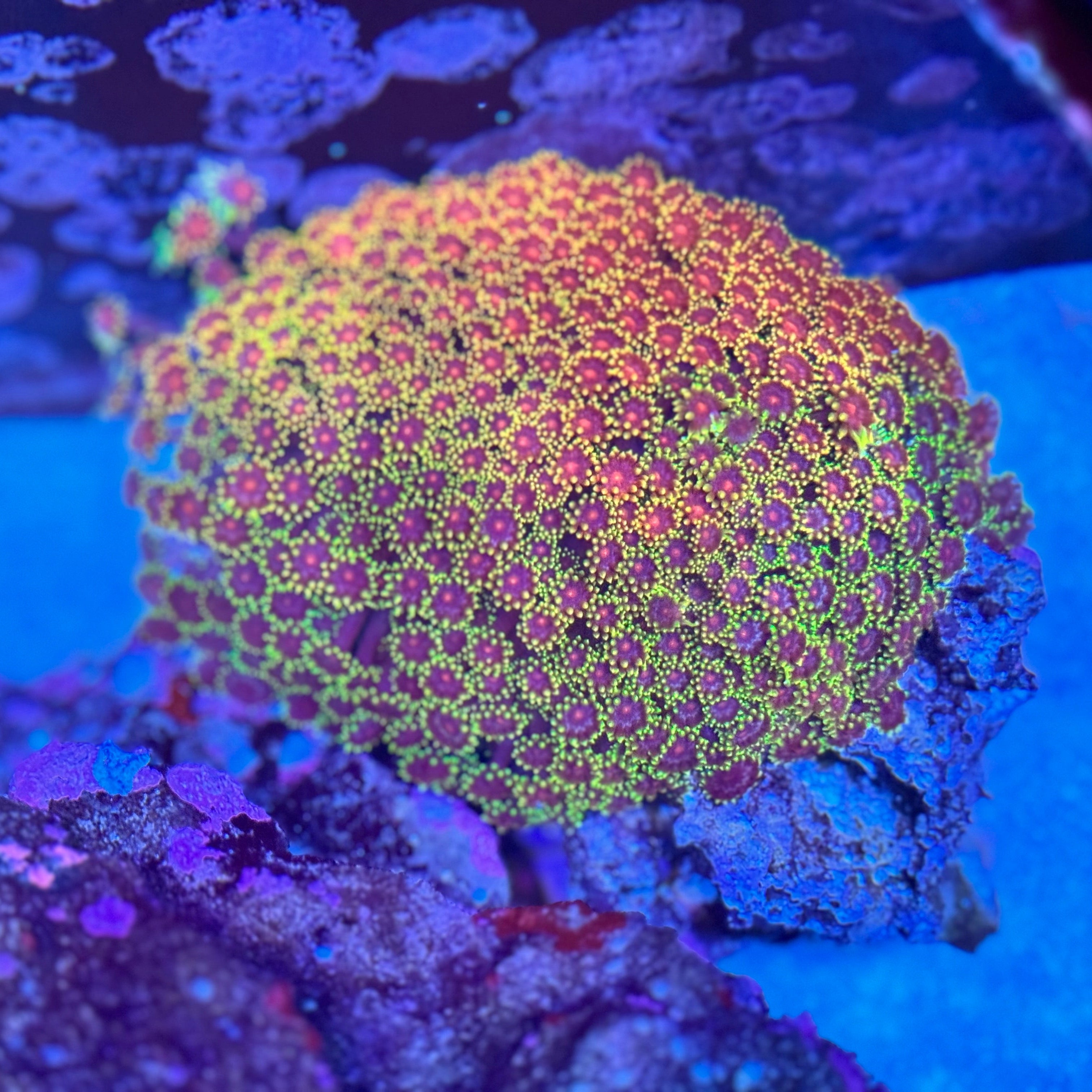 TSA Laffy Taffy Bernadapora