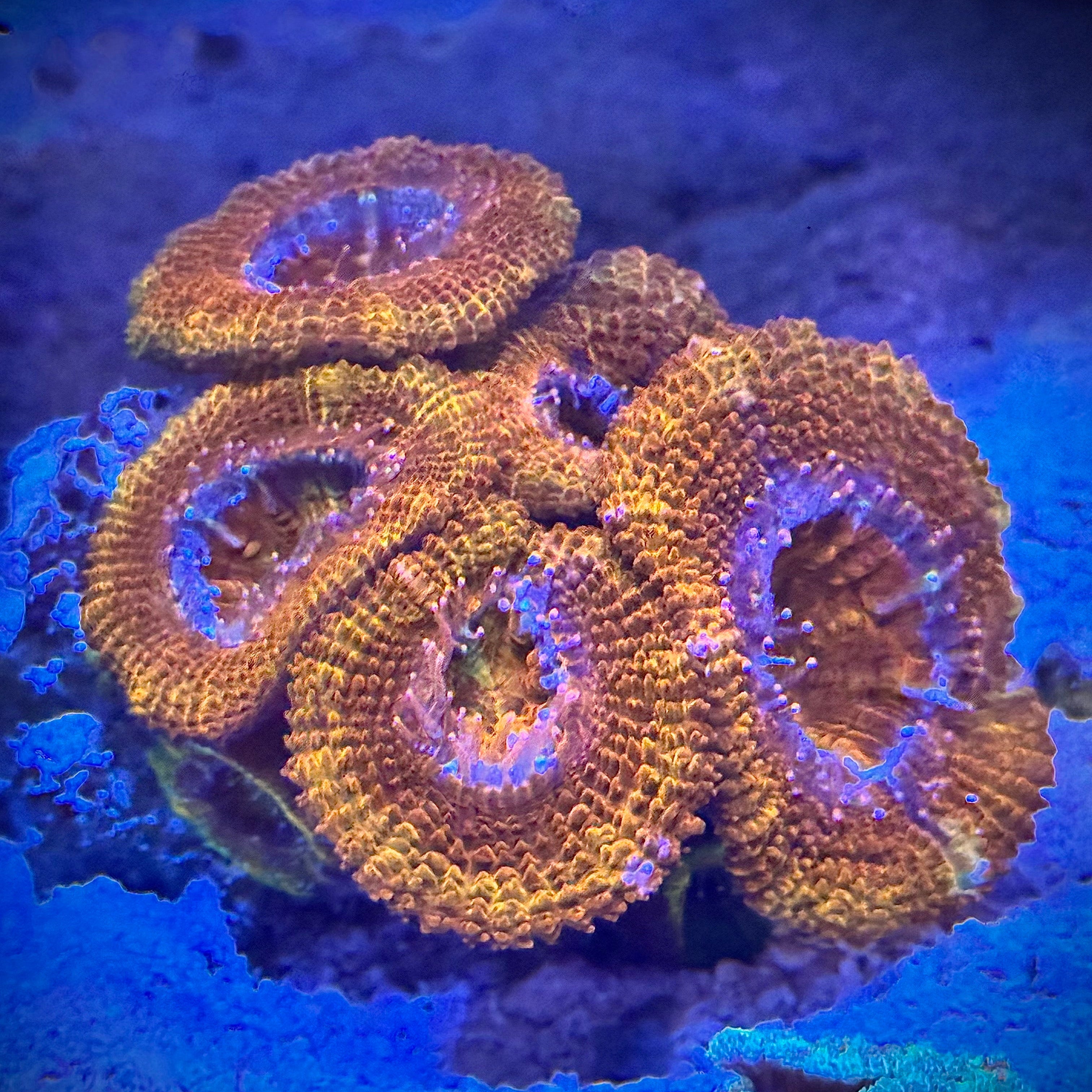 MSC Inferno Acan