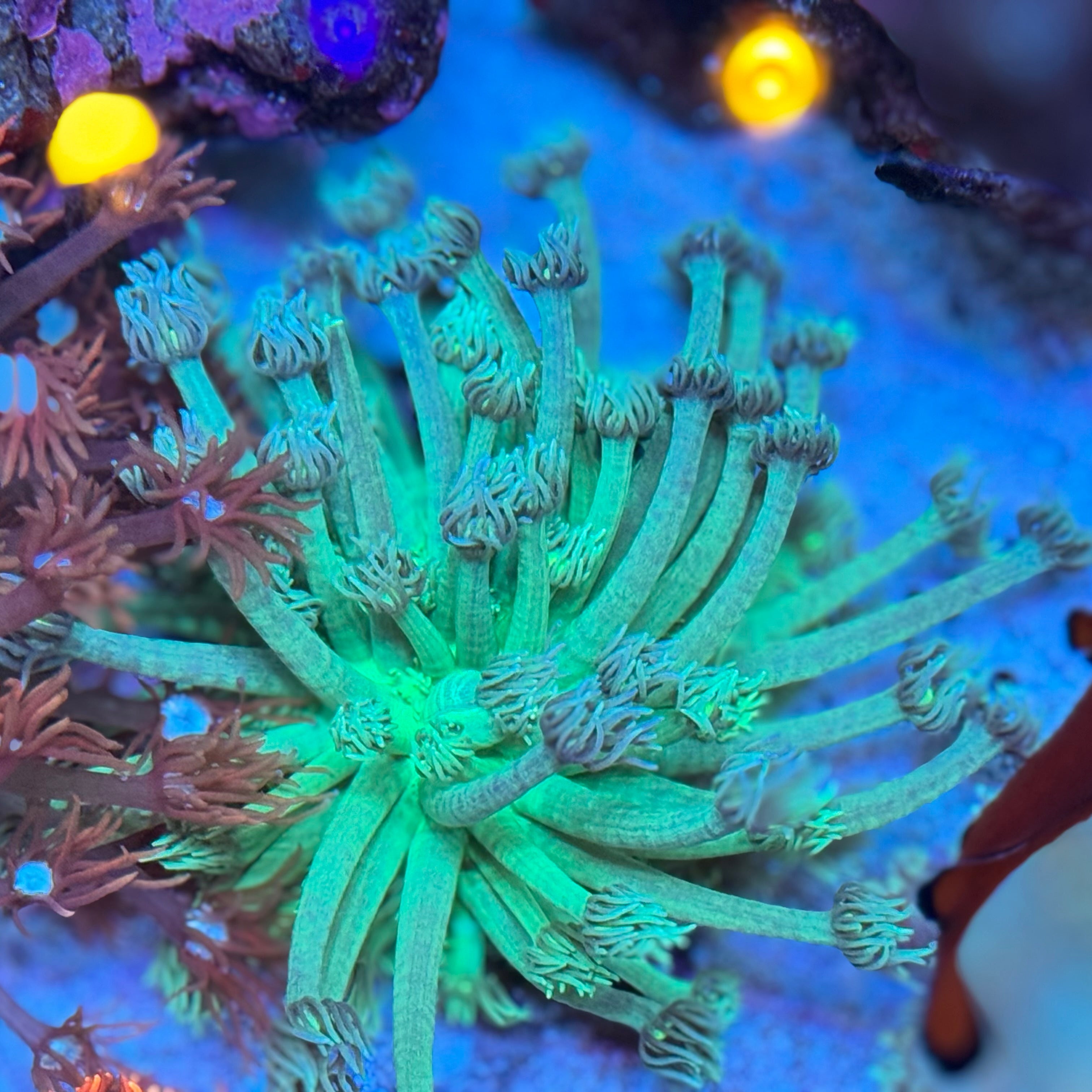 MSC Spearmint Goniopora