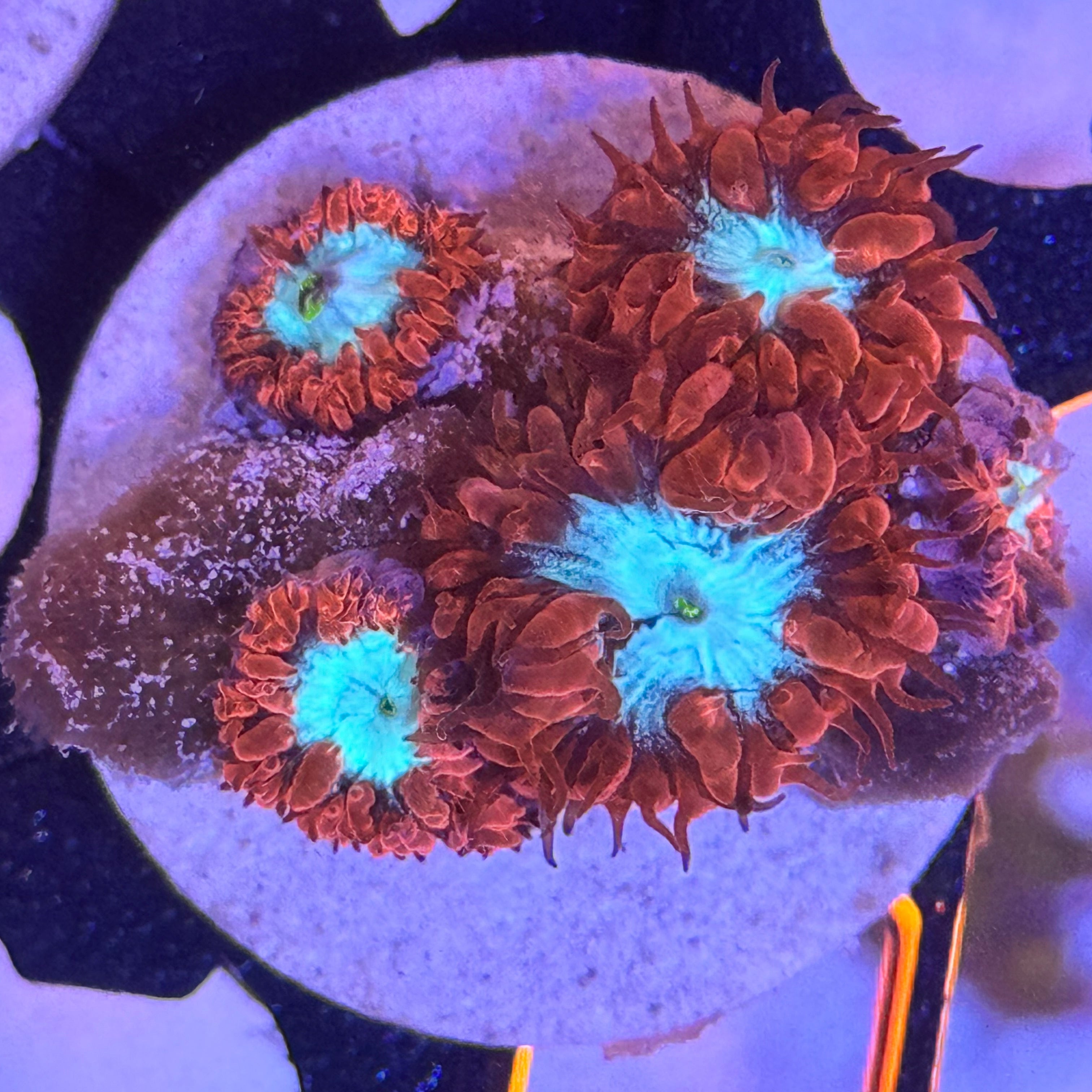 Blue Raven Blasto Merliti