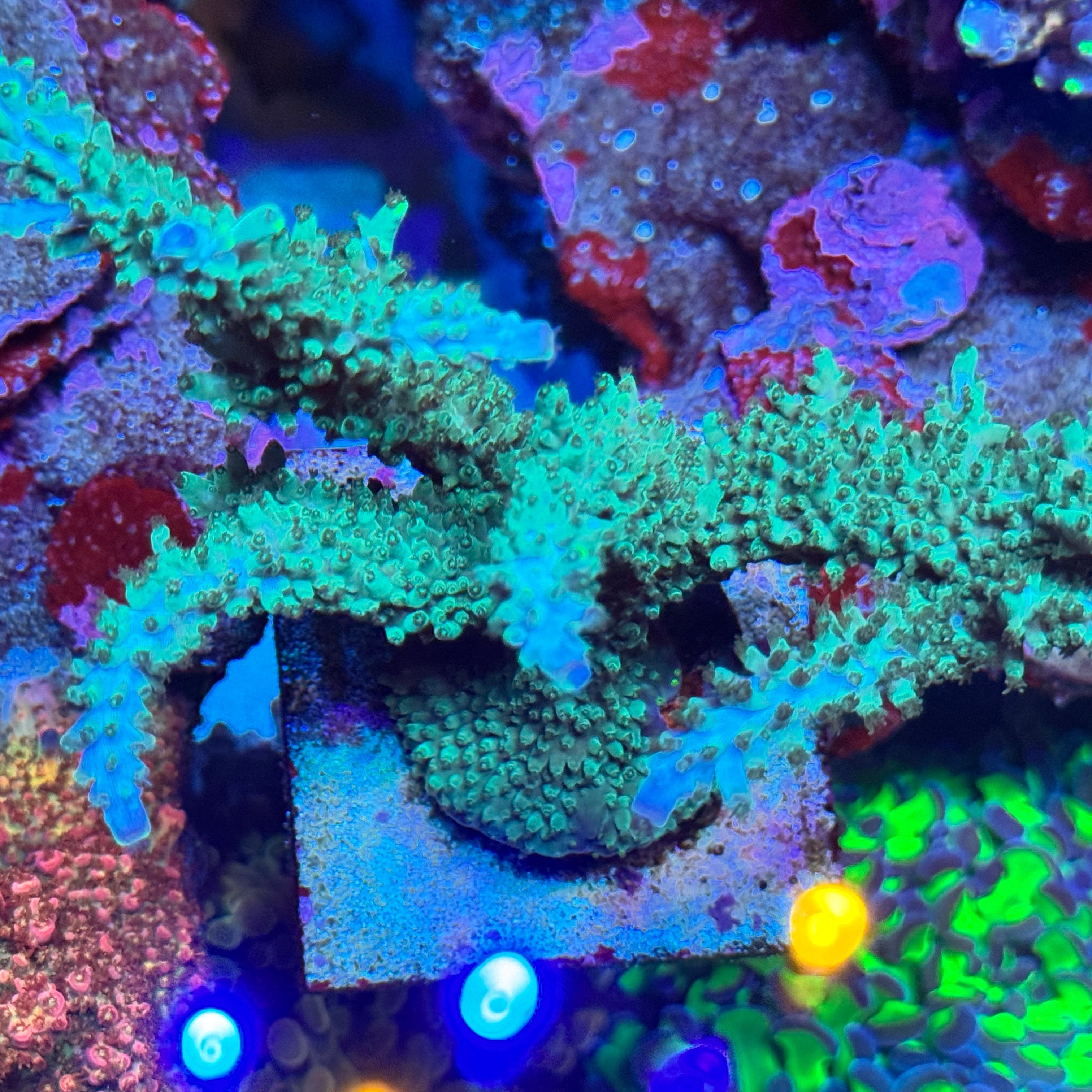 PTR Candelabra Acropora