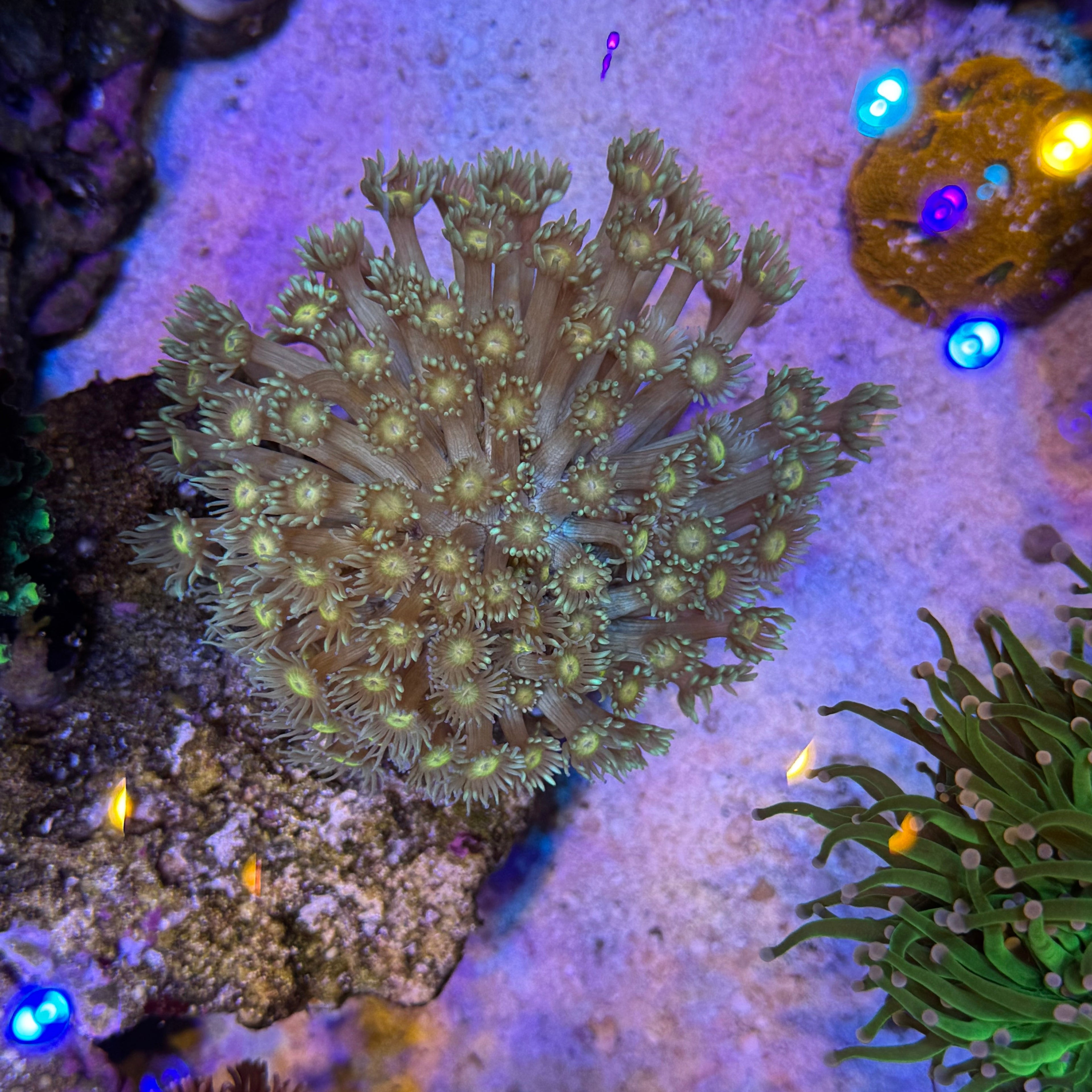 MSC Sunflower Goniopora