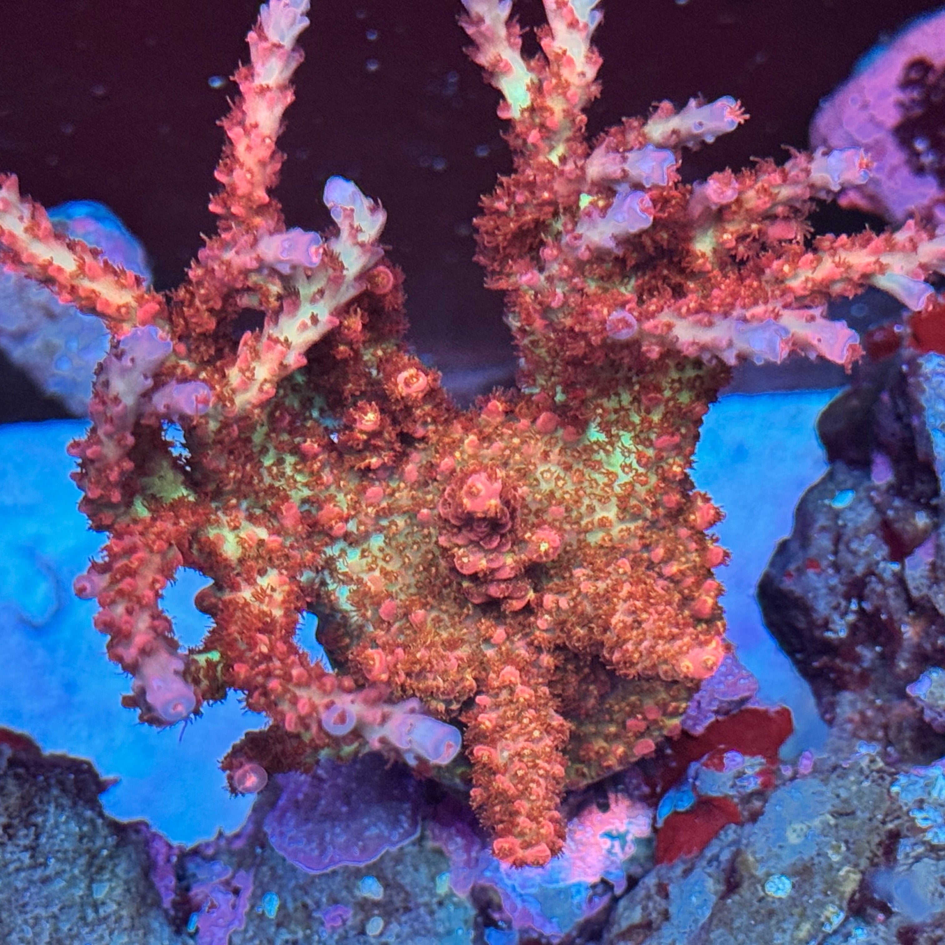 PC Rainbow Acropora